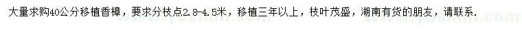求購40公分香樟