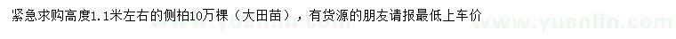 求購高度1.1米左右側柏