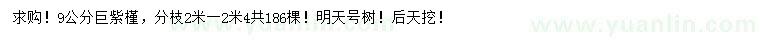 求購9公分巨紫槿