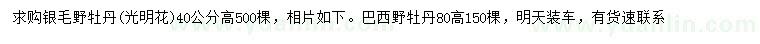 求購(gòu)高40公分銀毛野牡丹（光明花）