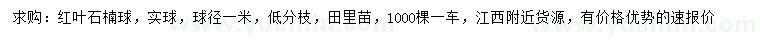 求購冠幅1米紅葉石楠球