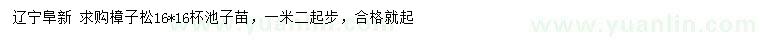 求購1.2米起步樟子松