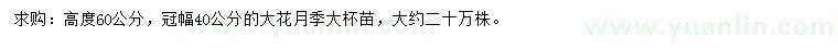 求購高度60公分大花月季