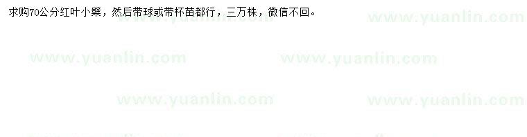 求購(gòu)70公分紅葉小檗