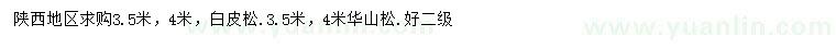 求購3.5、4米白皮松、華山松