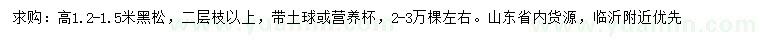 求購高1.2-1.5米黑松