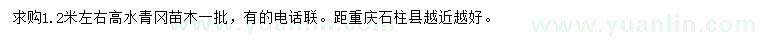 求購高1.2米左右水青岡