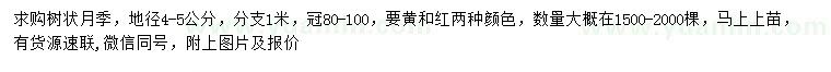 求購(gòu)地徑4-5公分樹(shù)狀月季