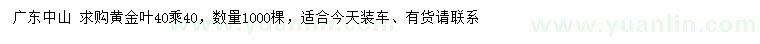 求購40*40公分黃金葉