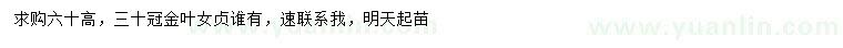 求購(gòu)高60公分金葉女貞