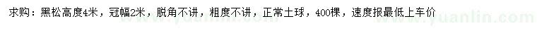 求購高度4米黑松
