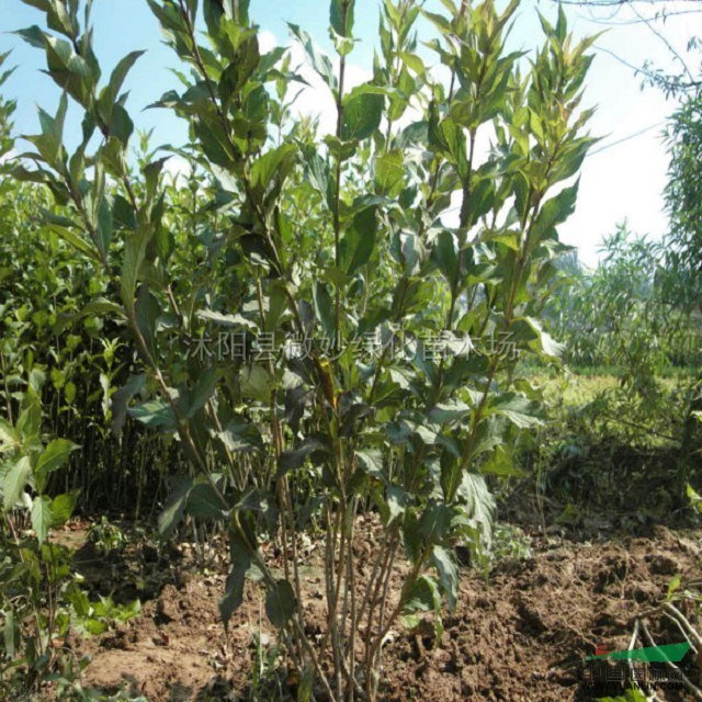 紅王子錦帶苗行情報(bào)價(jià)\紅王子錦帶苗圖片展示