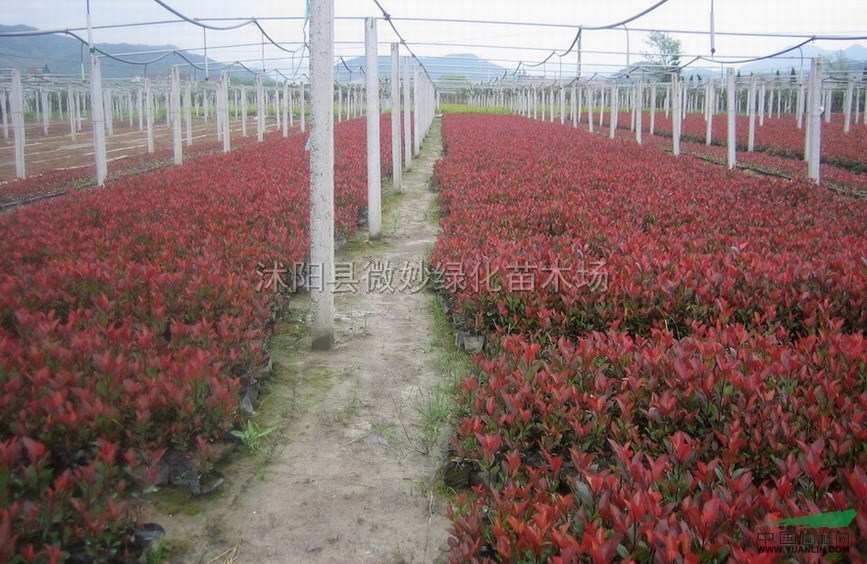 江苏红叶石楠信息