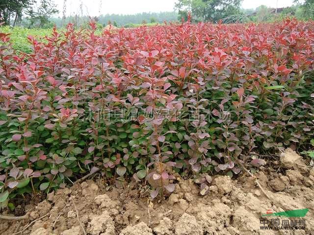 紅葉小檗2報(bào)價(jià)/江蘇紅葉小檗2報(bào)價(jià)