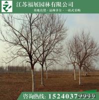 基地直銷重陽木 行道樹 規格全價格低 綠化苗木重陽木
