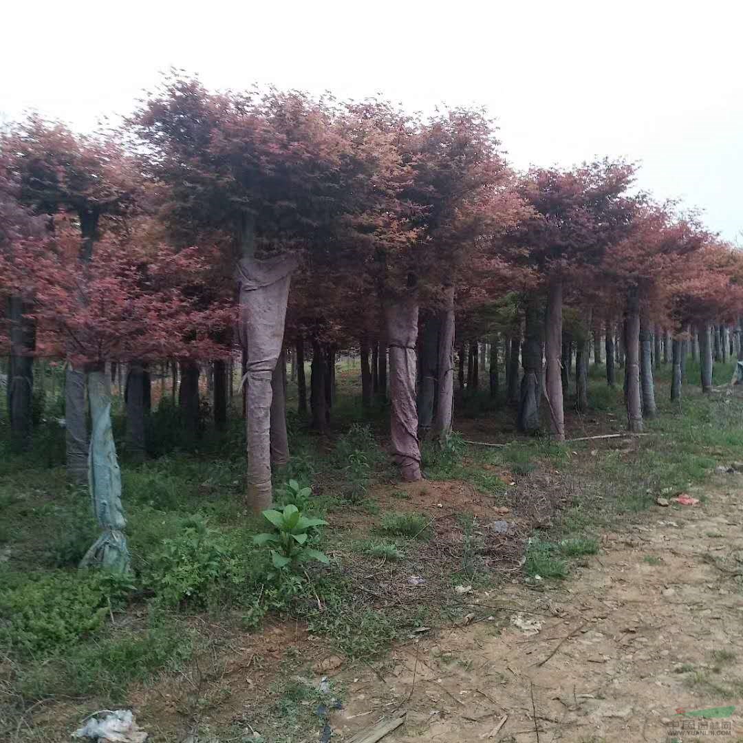 主營：銀杏樹 桂花樹 紅楓 香泡 楊梅 