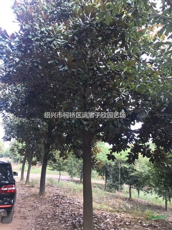 精品广玉兰 胸径8到25公分