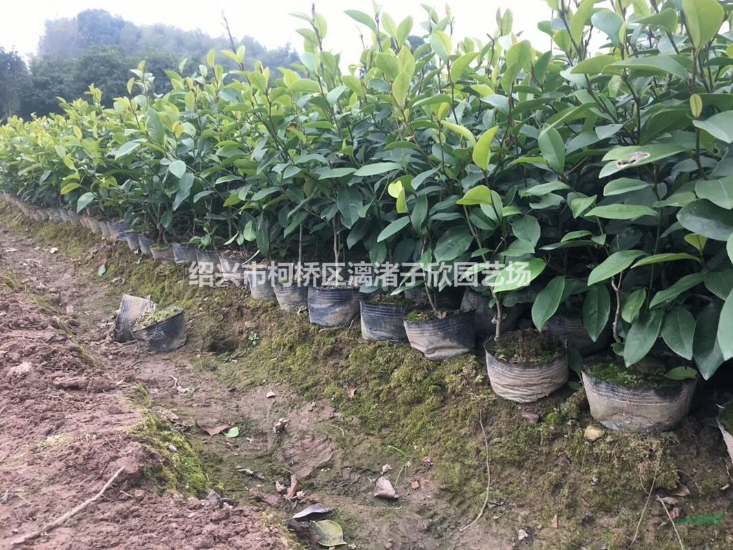 精品含笑大杯 高度40到50厘米 冠副30厘米左右
