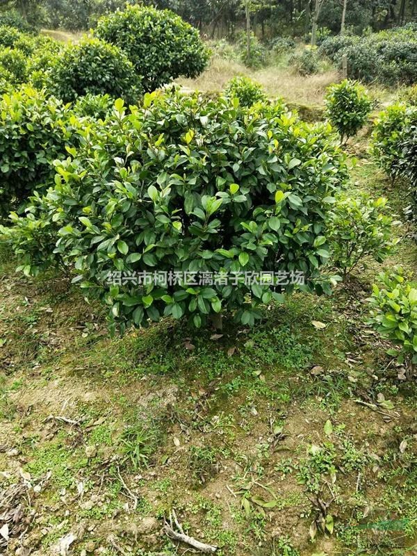 精品含笑球 冠副80厘米到2米