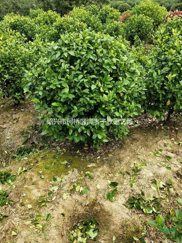 精品含笑球 冠副80厘米到2米
