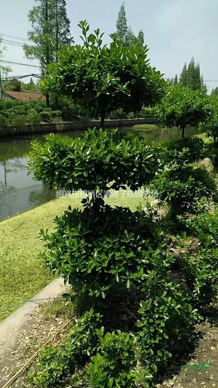 造型精品大葉黃楊 層次型