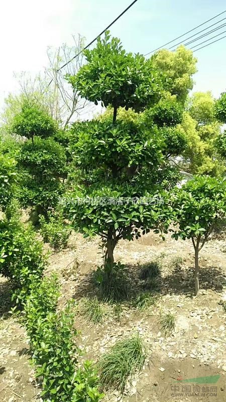 造型精品大葉黃楊 層次型