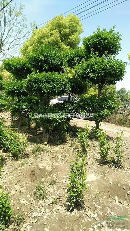 造型精品大葉黃楊 層次型