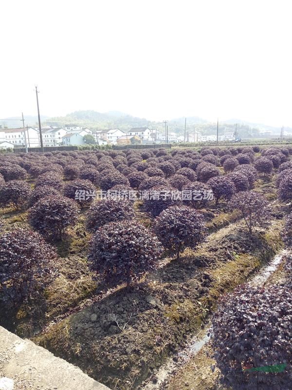 精品紅花繼木球 冠副80厘米