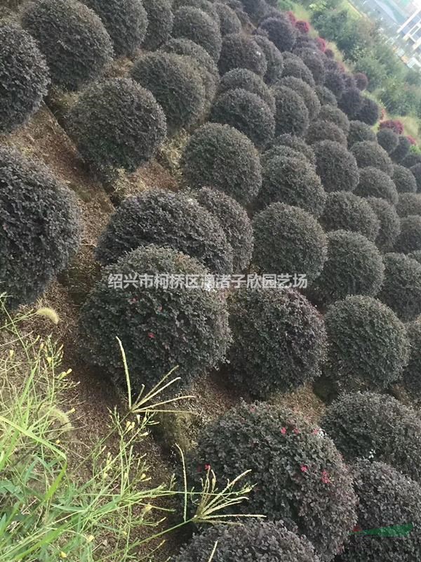 精品紅花繼木球 冠副80厘米