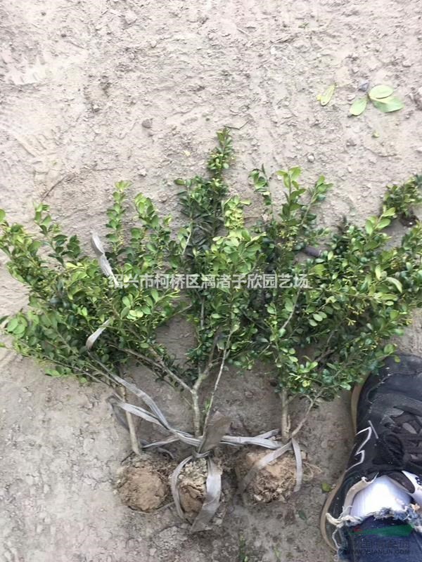 精品龜甲冬青地栽小毛球  高度35厘米 冠副25厘米
