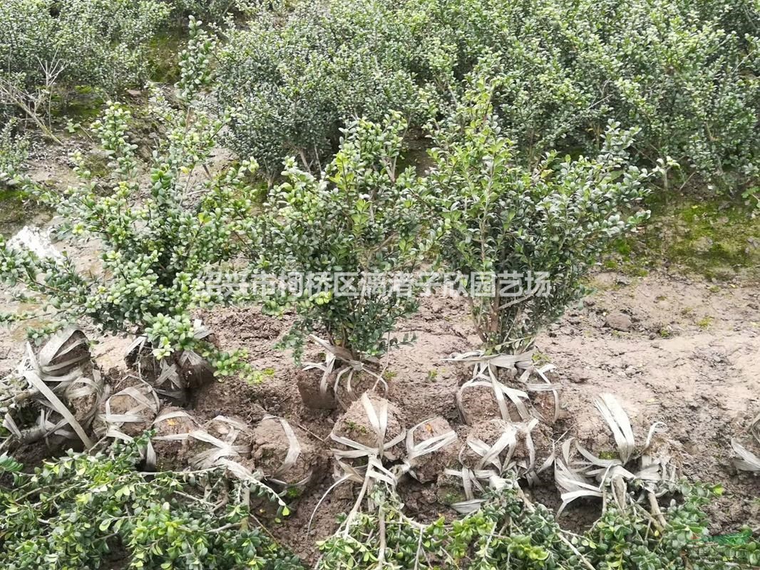 精品龜甲冬青地栽小毛球  高度35厘米 冠副25厘米