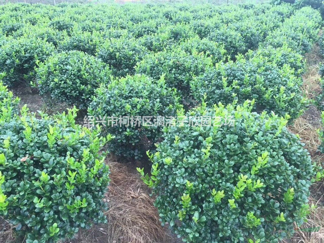 精品龜甲冬青球 冠副80厘米-1.2米