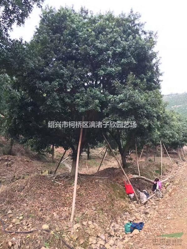 楊梅 黑炭楊梅