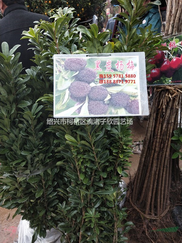 楊梅 黑炭楊梅