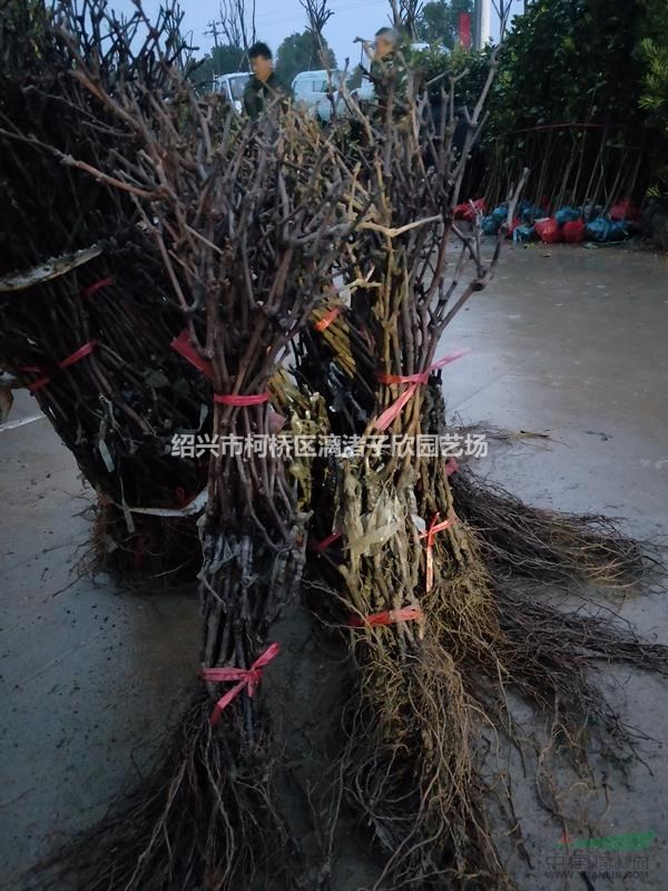 葡萄果樹苗 小苗 大苗