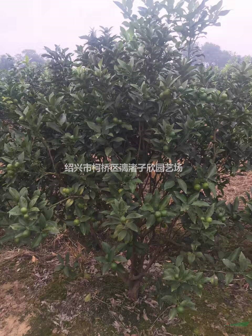桔子 金桔果樹苗 小苗 大苗
