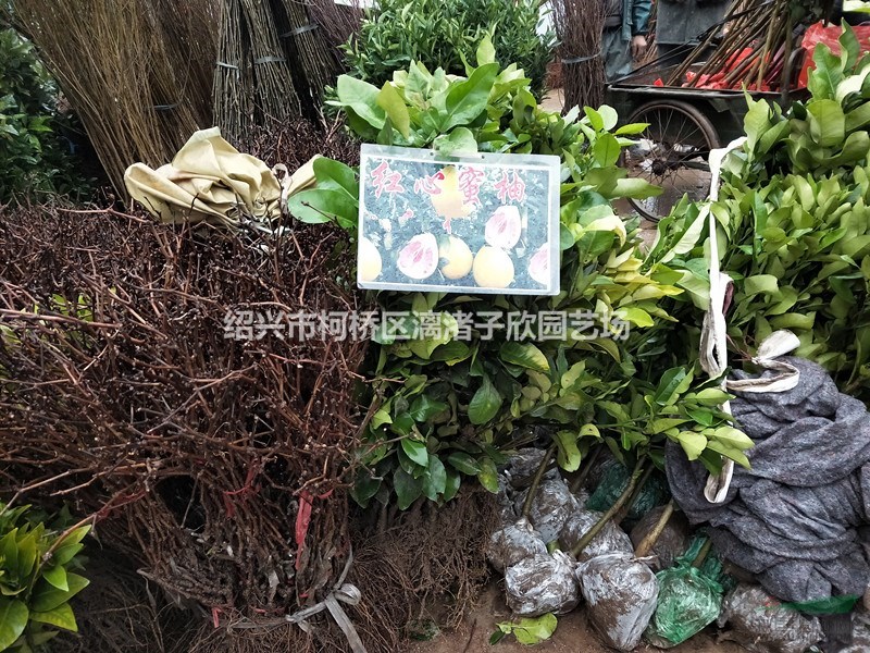 柚子 红心蜜柚果树苗 小苗 大苗