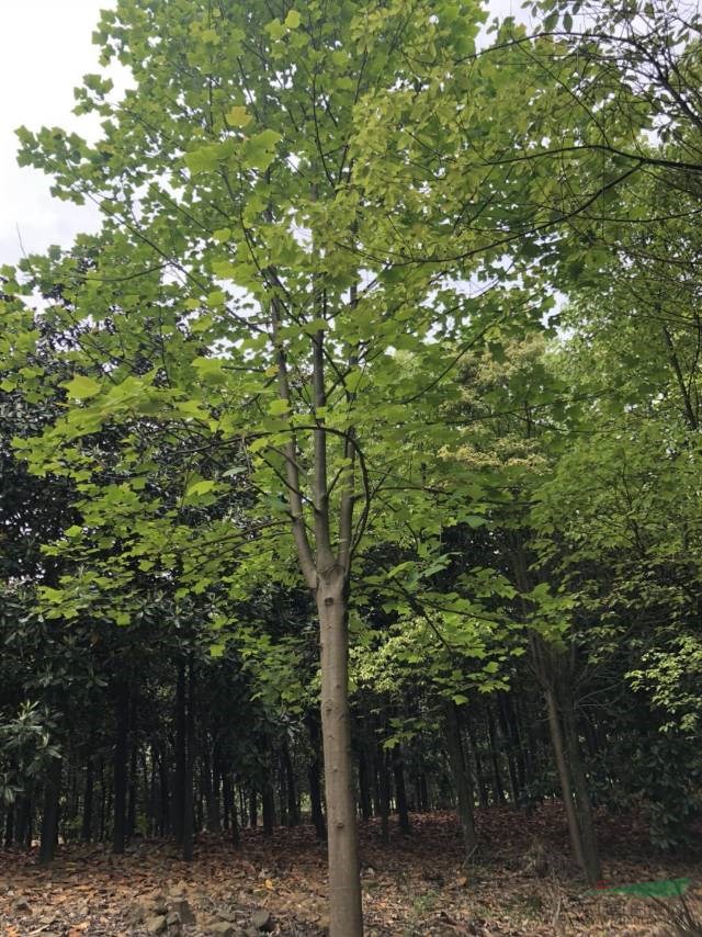 马褂木供应/马褂木图片