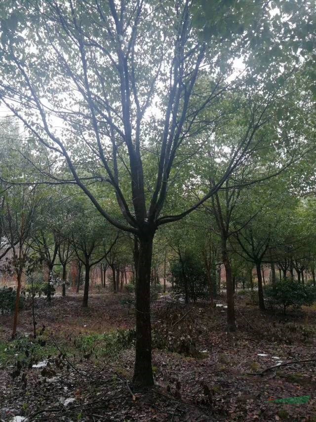 精品香樟报价/浙江精品香樟报价