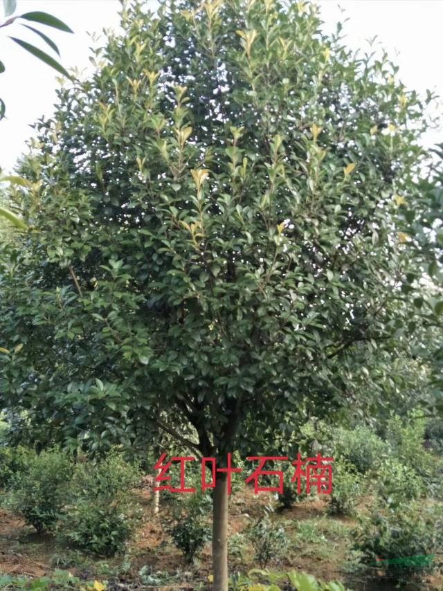 精品红叶石楠2供应/精品红叶石楠2图片