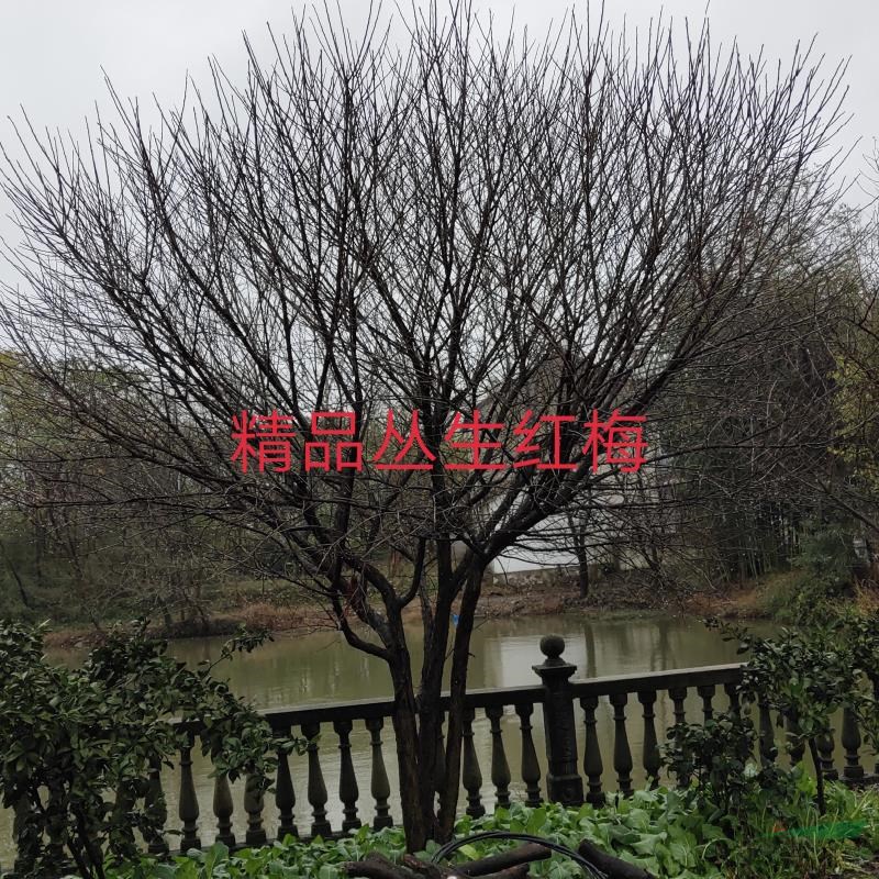 浙江红梅