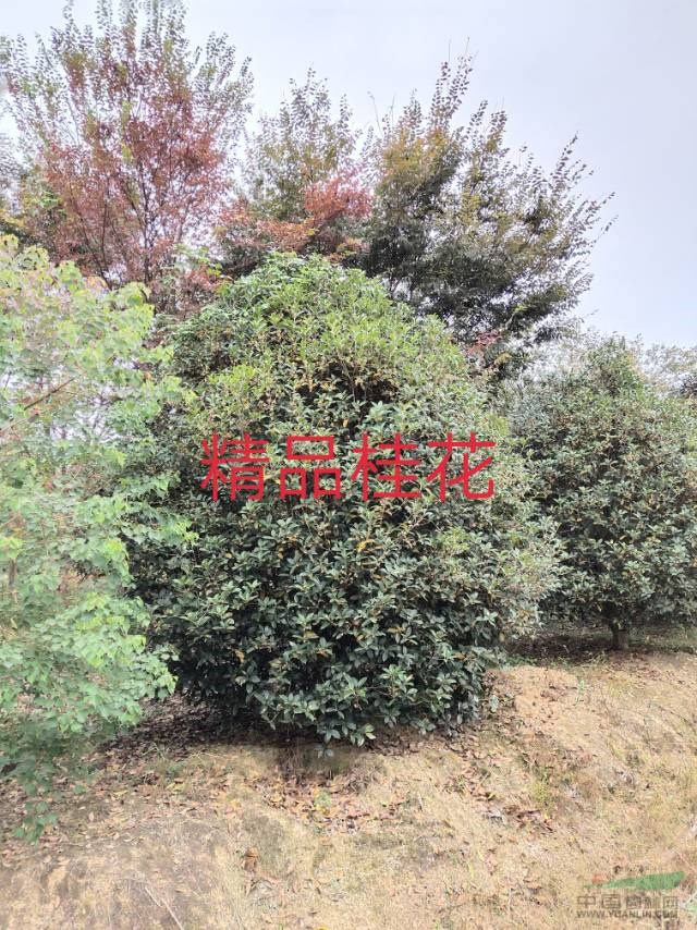 浙江精品桂花3