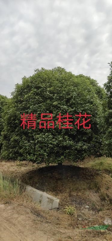 浙江精品桂花3