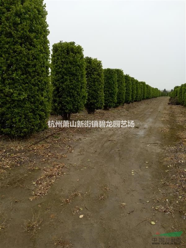 大葉黃楊柱