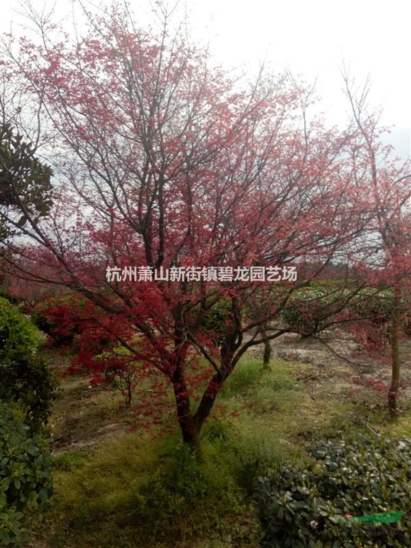 大葉黃楊柱