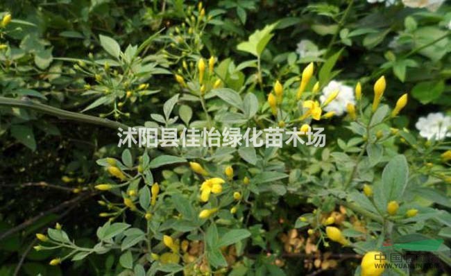 迎夏 迎夏小苗 迎夏球 園林綠化 小區(qū)綠化