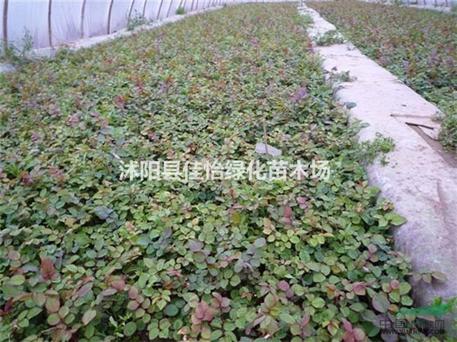 南陽月季 品種月季 月季小苗 園林綠化 小區(qū)綠化