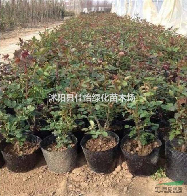 南陽月季 品種月季 月季小苗 園林綠化 小區(qū)綠化