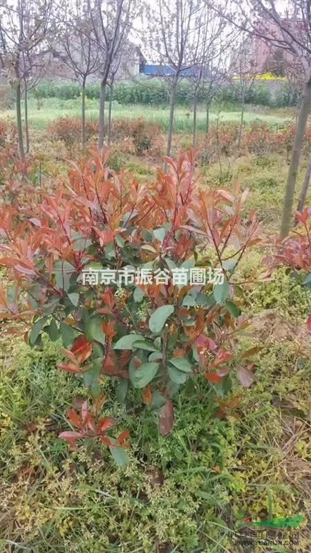 南京地區(qū)供應(yīng)80一100cm紅葉石楠