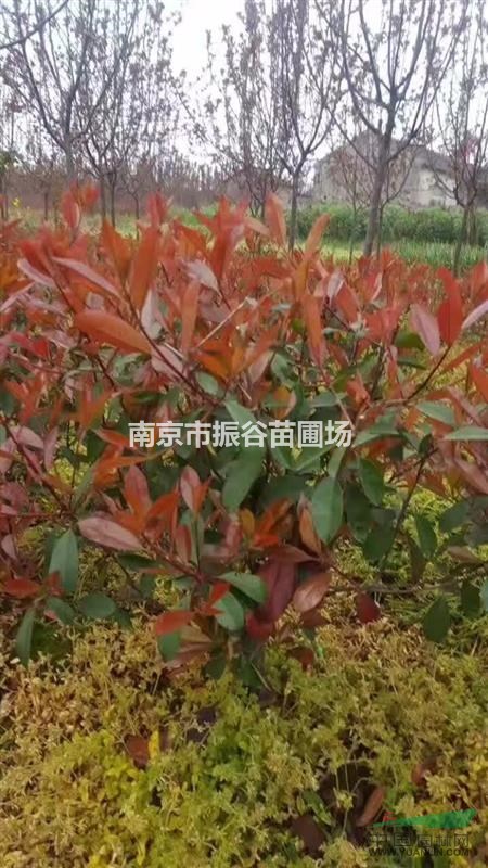 南京地區(qū)供應(yīng)80一100cm紅葉石楠